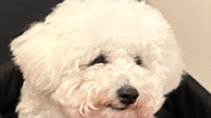 犬と一緒にレストランに行った結果→先に食べ終わってしまって…なんだか切ない『虚無すぎる光景』に5万いいね「気持ちはわかるｗｗ」と爆笑(ブログ)