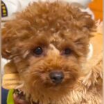 フワッフワで可愛い犬を『お風呂に入れた』結果→衝撃的すぎる『どう見てもモンスターな光景』が86万再生「思った以上で草」「吹いたｗｗ」(ブログ)