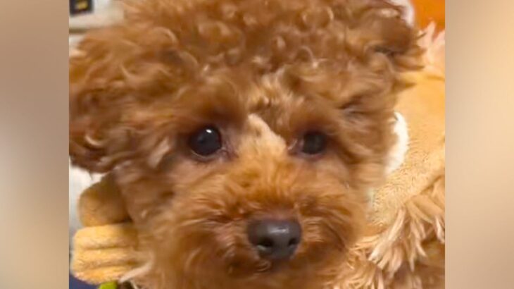 フワッフワで可愛い犬を『お風呂に入れた』結果→衝撃的すぎる『どう見てもモンスターな光景』が86万再生「思った以上で草」「吹いたｗｗ」(ブログ)