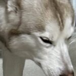 イタズラをした大型犬→名前を呼ばれて姿を現したものの…わかりやすすぎる『まさかの光景』に8万いいね「察してるｗ」「うちの子とは違う」の声(ブログ)
