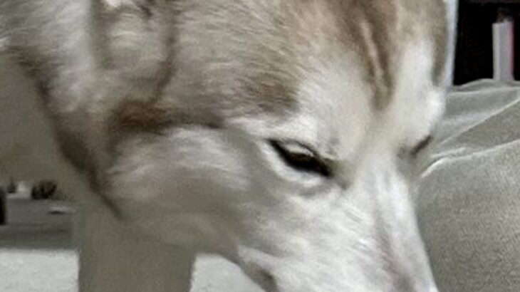 イタズラをした大型犬→名前を呼ばれて姿を現したものの…わかりやすすぎる『まさかの光景』に8万いいね「察してるｗ」「うちの子とは違う」の声(ブログ)
