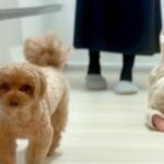 赤ちゃんが苦手な犬→『一緒にあそびたい』と近づいてきた結果…『まさかの方法で切り抜ける光景』に「上手ｗ」「素早くて笑った」と3万再生(ブログ)