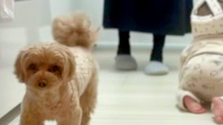 赤ちゃんが苦手な犬→『一緒にあそびたい』と近づいてきた結果…『まさかの方法で切り抜ける光景』に「上手ｗ」「素早くて笑った」と3万再生(ブログ)