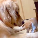 保護された赤ちゃん猫が部屋を歩いていたら、大型犬が…思わず癒やされる『親子のような様子』に反響「天使すぎ」「疲れ吹き飛ぶ」と称賛(ブログ)