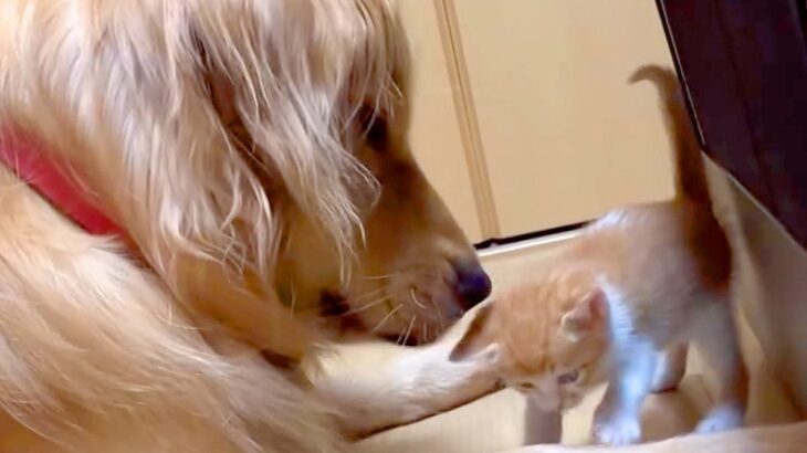 保護された赤ちゃん猫が部屋を歩いていたら、大型犬が…思わず癒やされる『親子のような様子』に反響「天使すぎ」「疲れ吹き飛ぶ」と称賛(ブログ)