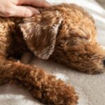老犬に絶対NGな『お手入れの仕方』4選　避けるべき理由や正しいケア方法まで(ブログ)