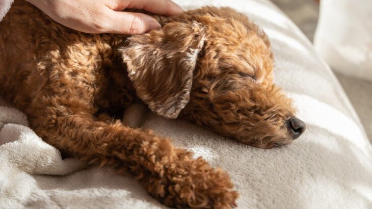 老犬に絶対NGな『お手入れの仕方』4選　避けるべき理由や正しいケア方法まで(ブログ)