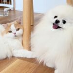 仕事のため1週間の外出→帰宅後、お留守番をしていた犬と猫が…涙あふれる『想像を超えるリアクション』に「愛しかない」「感動した」と絶賛(ブログ)