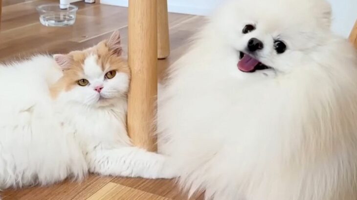 仕事のため1週間の外出→帰宅後、お留守番をしていた犬と猫が…涙あふれる『想像を超えるリアクション』に「愛しかない」「感動した」と絶賛(ブログ)