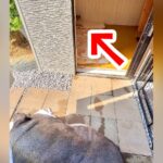 ブタから家を強奪した犬→何事かと思い、様子を見に行くと…想定外だった『まさかの態度』が102万表示「でっかい豚さん」「小さく見えるｗ」(ブログ)