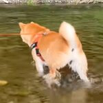 川遊び中に褒められた犬→自分を過信しすぎた結果…調子に乗って起こった『想定外の展開』が1100万再生越え「想像以上で草」「シュールｗ」(ブログ)