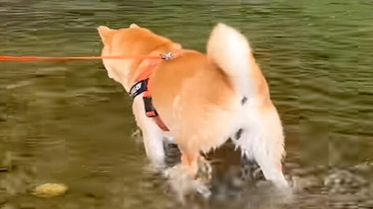 川遊び中に褒められた犬→自分を過信しすぎた結果…調子に乗って起こった『想定外の展開』が1100万再生越え「想像以上で草」「シュールｗ」(ブログ)