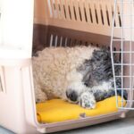犬と生活する上で欠かせない『配慮』とは？愛犬の個性に合わせた接し方から注意すべきことまで(ブログ)