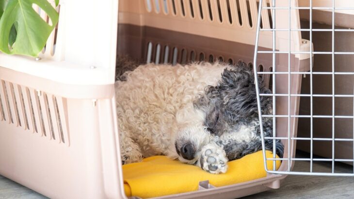 犬と生活する上で欠かせない『配慮』とは？愛犬の個性に合わせた接し方から注意すべきことまで(ブログ)
