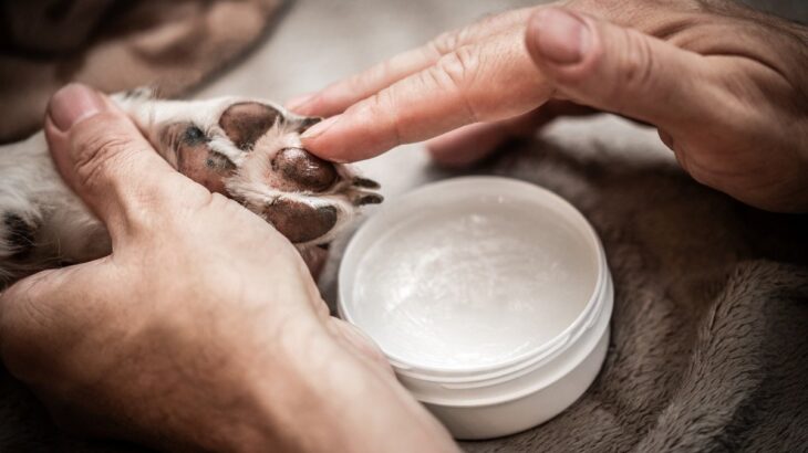 犬に人間用のハンドクリームは使えるの？注意すべきポイントからケアの必要性まで(ブログ)