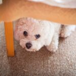 犬を怯えさせてしまう『絶対NG行為』4選　飼い主がしつけと勘違いしてやりがちな行動とは？(ブログ)