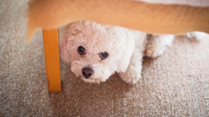 犬を怯えさせてしまう『絶対NG行為』4選　飼い主がしつけと勘違いしてやりがちな行動とは？(ブログ)