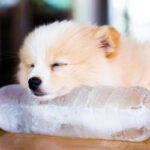 『熱中症』の犬への絶対NG行為6選　飼い主の勘違いで症状が酷くなってしまうことも…(ブログ)
