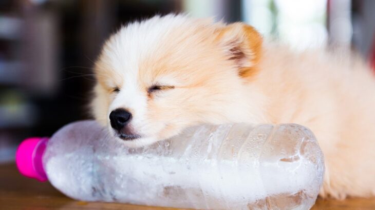 『熱中症』の犬への絶対NG行為6選　飼い主の勘違いで症状が酷くなってしまうことも…(ブログ)