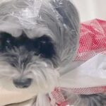 雨の日、お店のビニール袋で『犬のカッパ』をDIYした結果…まさかの『モデルのような光景』が25万再生「レインコートより素敵」「斬新」(ブログ)