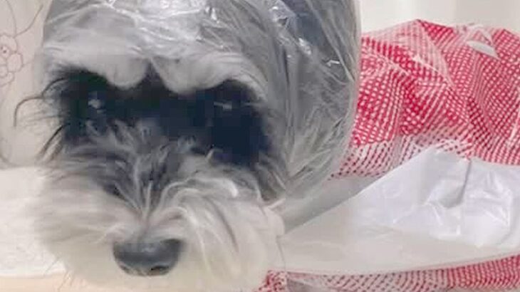 雨の日、お店のビニール袋で『犬のカッパ』をDIYした結果…まさかの『モデルのような光景』が25万再生「レインコートより素敵」「斬新」(ブログ)