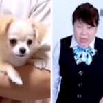 実家の犬が亡くなり『もう絶対犬を飼わない』と言う母→内緒で子犬を連れて行ったら…100点満点なリアクションが133万再生「葛藤がｗ」と反響(ブログ)