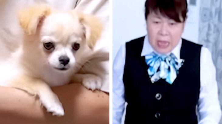 実家の犬が亡くなり『もう絶対犬を飼わない』と言う母→内緒で子犬を連れて行ったら…100点満点なリアクションが133万再生「葛藤がｗ」と反響(ブログ)