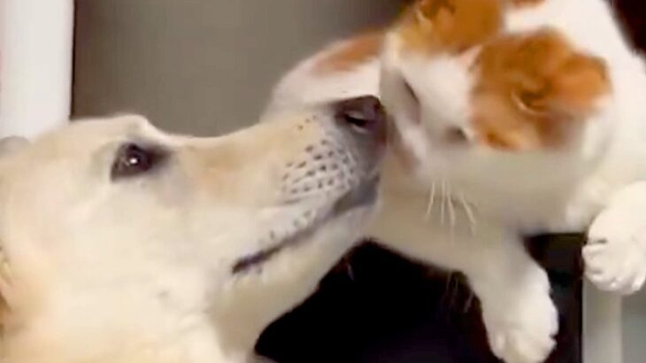 相思相愛な『大型犬と猫』→何気なく撮影したら…あまりにも尊い『デレデレなやり取り』が122万回表示の反響「なんて素敵な時間」「たまらん」(ブログ)