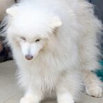 車に乗るため玄関を出た老犬→『10年来のお友達』のご近所猫さんが待っていて…あまりにも尊い光景に8万いいね集まる「空気感が素敵」と反響(ブログ)
