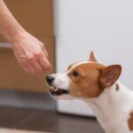 犬を撫でるときにやってはいけないNG行為4選　愛犬を不快にさせる間違った撫で方まで(ブログ)