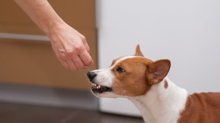 犬を撫でるときにやってはいけないNG行為4選　愛犬を不快にさせる間違った撫で方まで(ブログ)