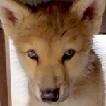 ふわっふわで可愛らしい『オオカミ犬の赤ちゃん』→約４年後…想像以上にかっこいい『現在の様子』が14万再生「素敵」「きれいな瞳」と絶賛(ブログ)