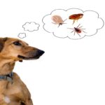 犬が亡くなる可能性のある『寄生虫』4選　意外と身近な感染源に要注意(ブログ)
