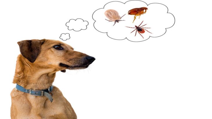 犬が亡くなる可能性のある『寄生虫』4選　意外と身近な感染源に要注意(ブログ)