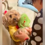 犬を飼うのに大反対していたおばあちゃん→お迎えした結果…まさかの光景と『思っているのと違う反応』が18万再生「無感情すぎて草」「顔ｗ」(ブログ)