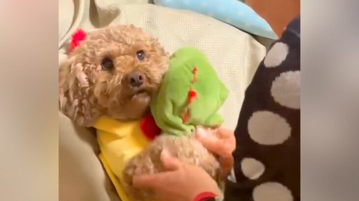 犬を飼うのに大反対していたおばあちゃん→お迎えした結果…まさかの光景と『思っているのと違う反応』が18万再生「無感情すぎて草」「顔ｗ」(ブログ)