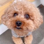 『お留守番はイヤ』と必死に訴える犬→ドッグランに連れて行ってあげたら…想定外の展開が9万再生「表情豊か」「戦場で草」「かわいいｗ」の声(ブログ)