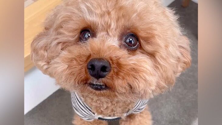 『お留守番はイヤ』と必死に訴える犬→ドッグランに連れて行ってあげたら…想定外の展開が9万再生「表情豊か」「戦場で草」「かわいいｗ」の声(ブログ)