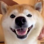 笑顔でナデナデを要求する犬→だんだん顔つきが変わってきて…数秒後に見せた『予想外すぎる表情』に「迫力やばｗｗ」「めっちゃわろた」と爆笑(ブログ)