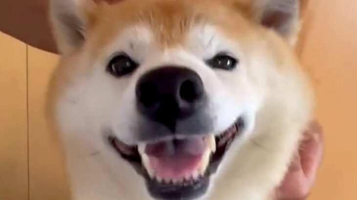 笑顔でナデナデを要求する犬→だんだん顔つきが変わってきて…数秒後に見せた『予想外すぎる表情』に「迫力やばｗｗ」「めっちゃわろた」と爆笑(ブログ)