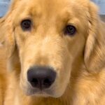 ブラッシングのため、大型犬に『上見て』とお願いした結果…『まさかの対応』が13万再生「間違ってはないけどｗｗ」「顔がｗ」と爆笑(ブログ)