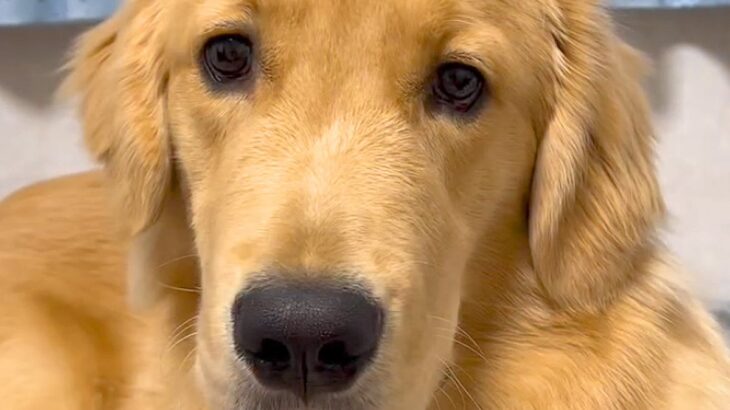 ブラッシングのため、大型犬に『上見て』とお願いした結果…『まさかの対応』が13万再生「間違ってはないけどｗｗ」「顔がｗ」と爆笑(ブログ)
