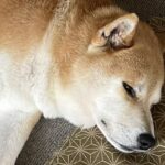 短期間でおじいちゃんとおばあちゃんを亡くした犬→祭壇の前で…思わず涙する『まさかの行動』に6万いいね集まる「泣けた」「分かってる」と感動(ブログ)