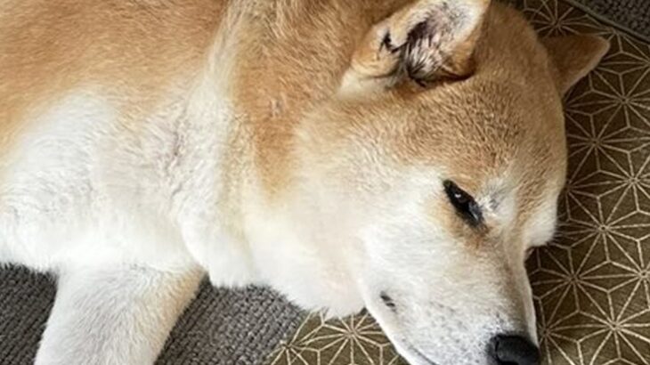 短期間でおじいちゃんとおばあちゃんを亡くした犬→祭壇の前で…思わず涙する『まさかの行動』に6万いいね集まる「泣けた」「分かってる」と感動(ブログ)