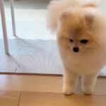 掃除のため『犬用のキッチン侵入防止柵』を取り除いたら…たまらなく愛おしい『まさかの行動』が6万再生「考えるの可愛い」「表情最高」と絶賛(ブログ)