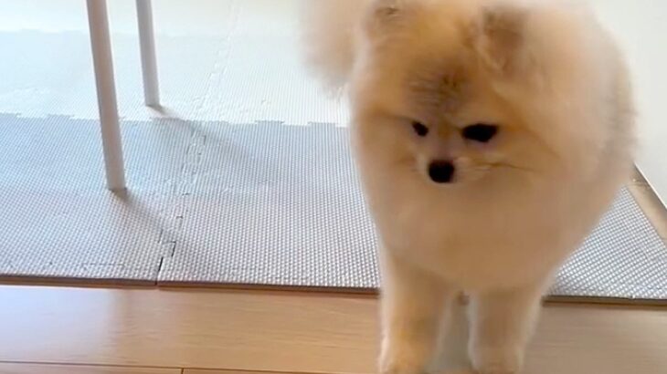 掃除のため『犬用のキッチン侵入防止柵』を取り除いたら…たまらなく愛おしい『まさかの行動』が6万再生「考えるの可愛い」「表情最高」と絶賛(ブログ)