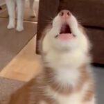 『全部お姉ちゃんの真似をしたい！』大型犬の遠吠えが始まると、赤ちゃん犬が…愛おしすぎる光景に1万1000いいねの反響「可愛すぎるｗｗ」(ブログ)