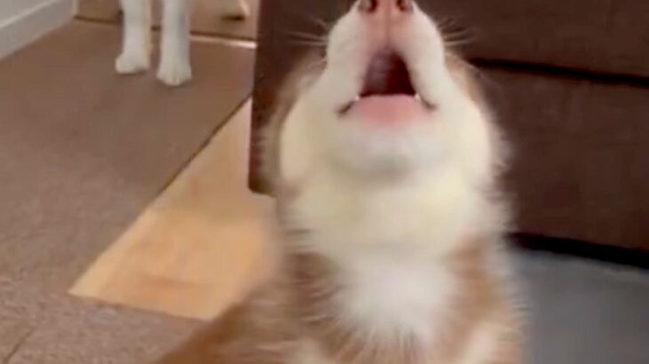 『全部お姉ちゃんの真似をしたい！』大型犬の遠吠えが始まると、赤ちゃん犬が…愛おしすぎる光景に1万1000いいねの反響「可愛すぎるｗｗ」(ブログ)