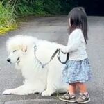 ２歳の女の子と超大型犬がお散歩へ→楽しすぎるあまり…帰り際に見せた『まさかの行動』が9万再生「心がほっこりした」「本当に賢い」と反響(ブログ)