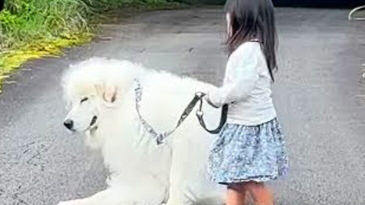 ２歳の女の子と超大型犬がお散歩へ→楽しすぎるあまり…帰り際に見せた『まさかの行動』が9万再生「心がほっこりした」「本当に賢い」と反響(ブログ)